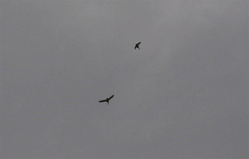 a0056140_19185861.gif