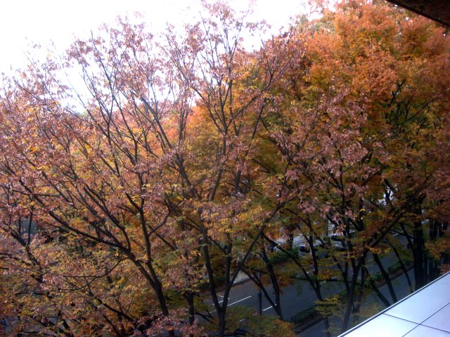 紅葉に心奪われ_a0095746_199127.jpg