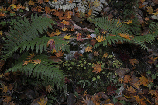 c0093046_7181492.gif