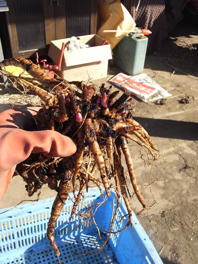 芍薬の株分け 一年三六五枚 芍薬の株分け 一年三六五枚