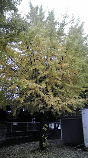 まりこです。なーーーーーーーーーーーーーー_d0122950_9362499.jpg