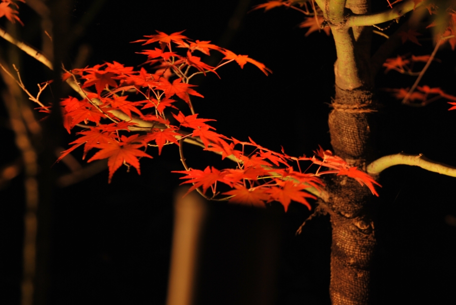 京都の紅葉　その二　～知恩院～_f0198170_2073527.jpg