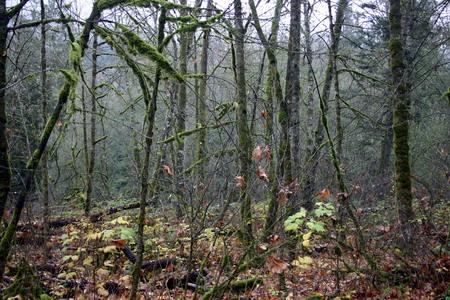 Salmon Run in Goldstream Park_b0000372_10261492.jpg