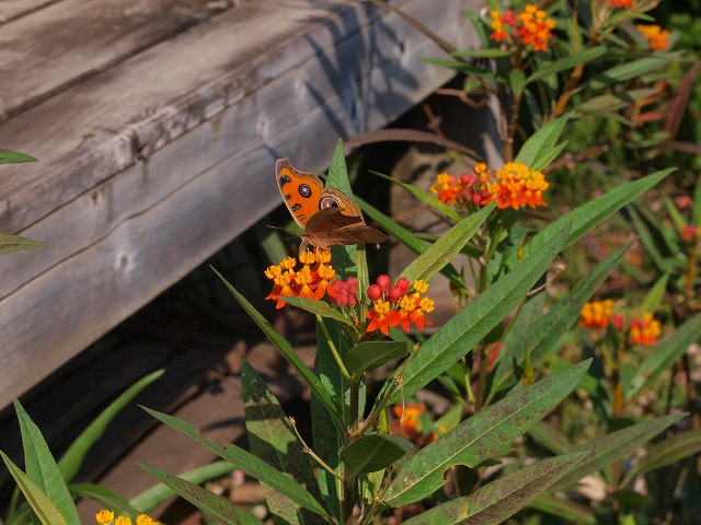 b0135573_17355313.jpg