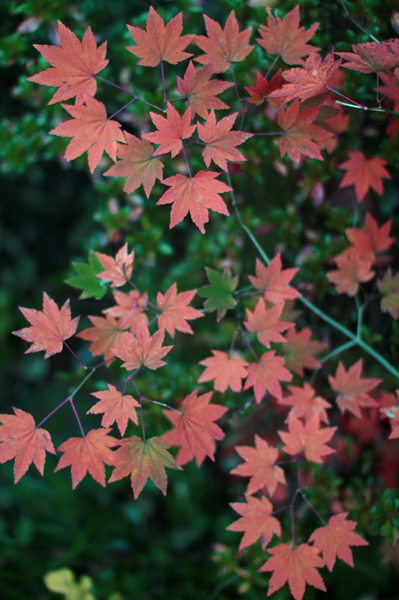 もみじ狩り2008@大分県/九酔渓(きゅうすいけい)_c0038775_2433744.jpg