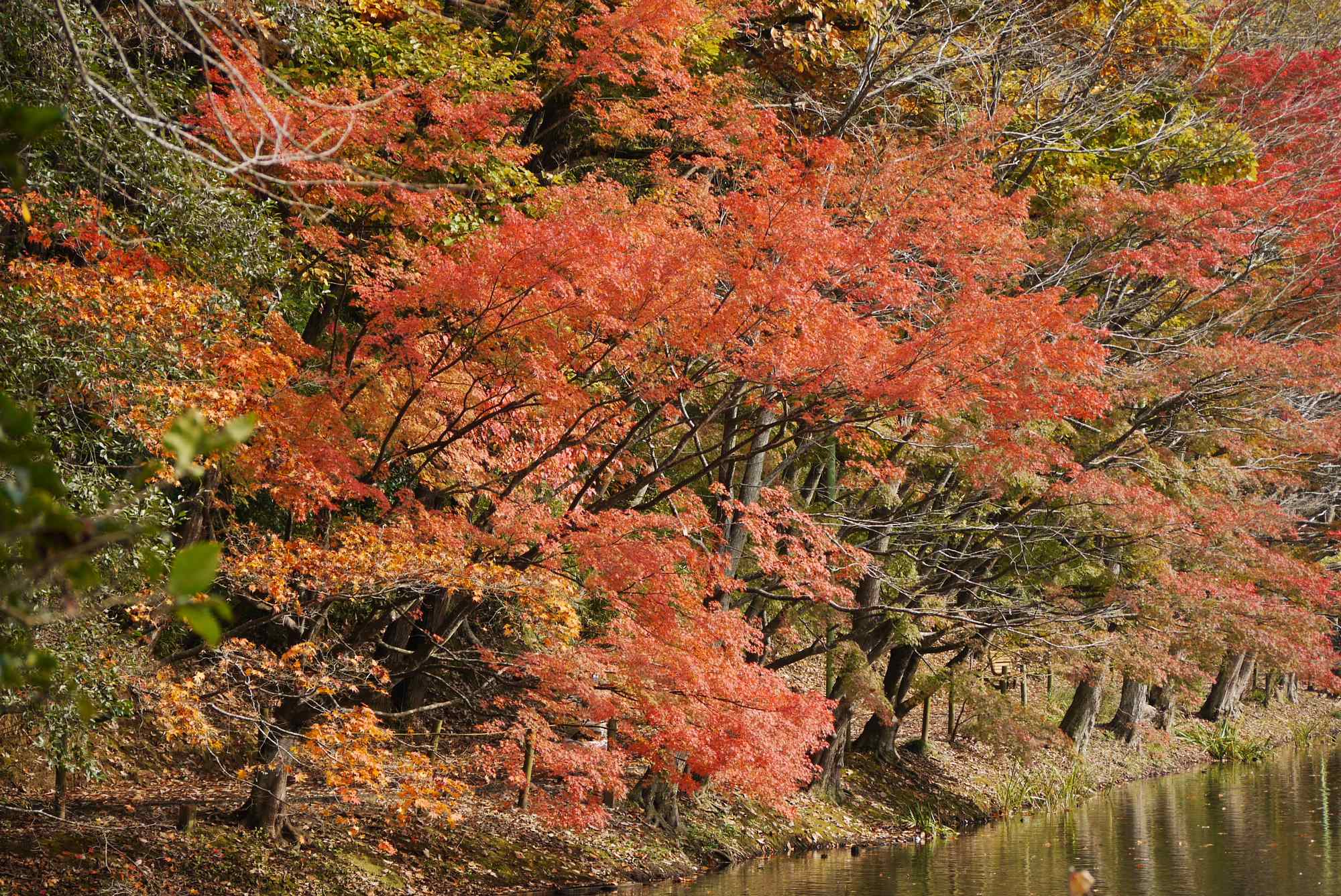 千葉で一番早い紅葉_e0071178_18162938.jpg