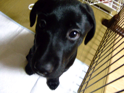 e0160787_1135582.gif