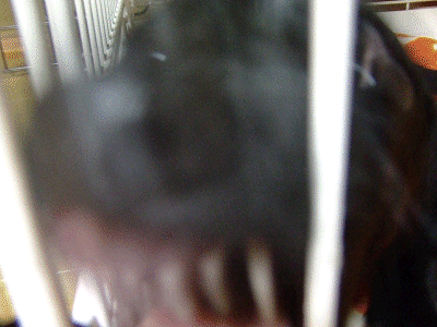 e0160787_1334348.gif