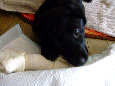 e0160787_20483545.gif