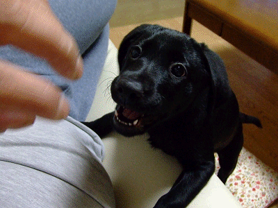 e0160787_20502742.gif
