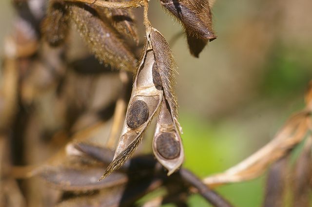 e0070891_1820128.jpg