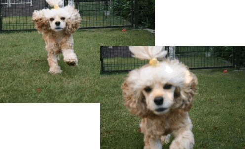 c0128303_1563139.gif