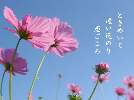 a0043405_2072235.jpg