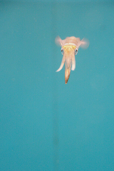 Cuttlefish_f0099114_020263.jpg