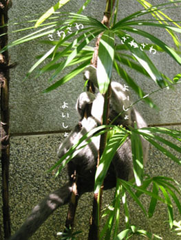 e0156015_055210.jpg