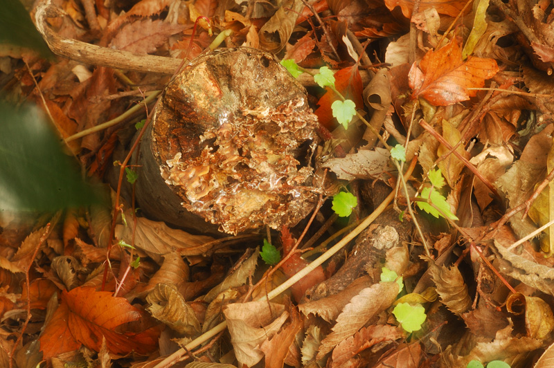 a0059621_2048450.jpg