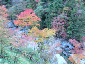 紅葉２００８年版～瀬戸川渓谷（その１）（高知県土佐町）～_c0034228_22452148.jpg