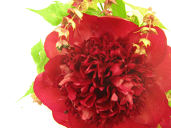 f0134642_1132214.gif