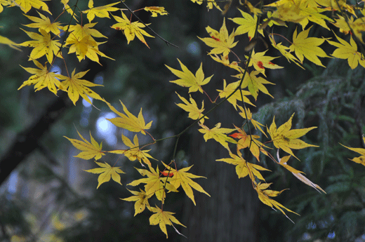 c0093046_208144.gif