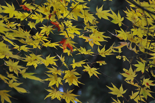 c0093046_2083617.gif