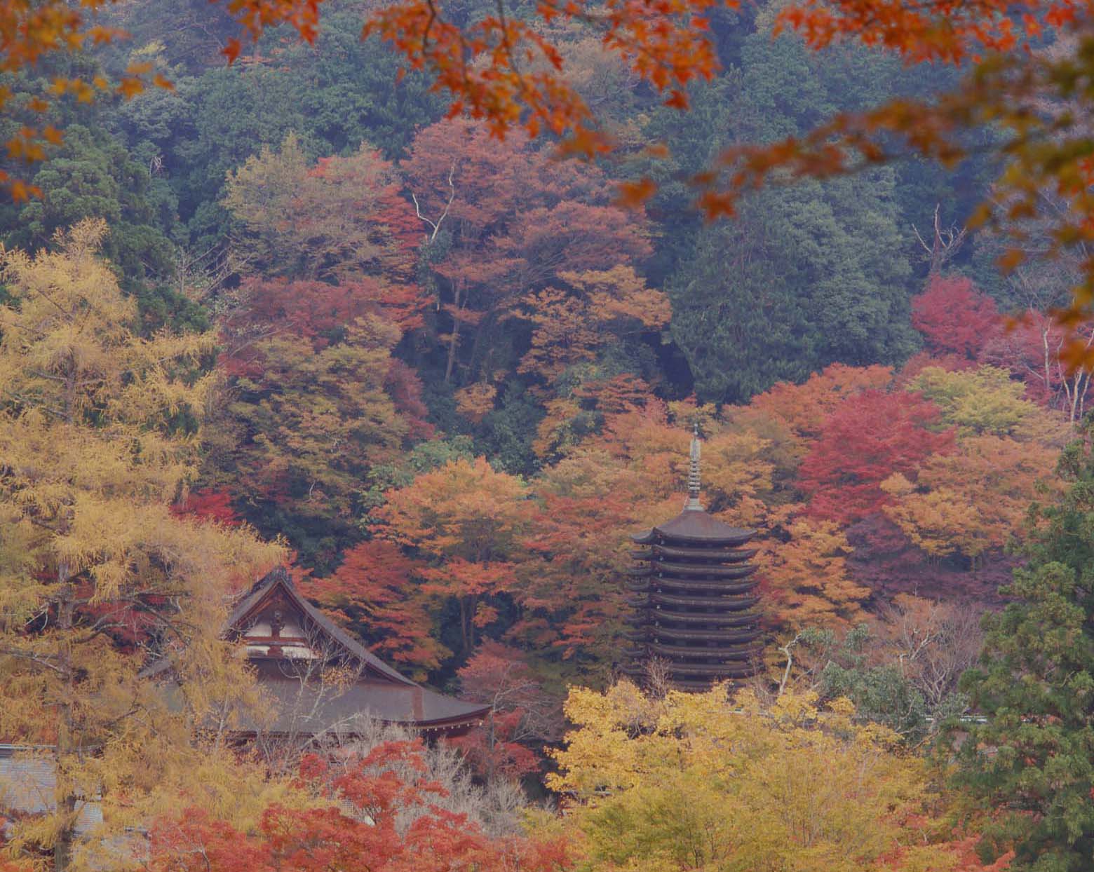 桜井市　談山神社　紅葉_c0108146_22185053.jpg