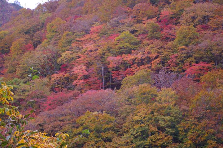 シリーズ：秋の利根川紀行―水源の森を訪ねて―第５回_c0014967_21544244.jpg