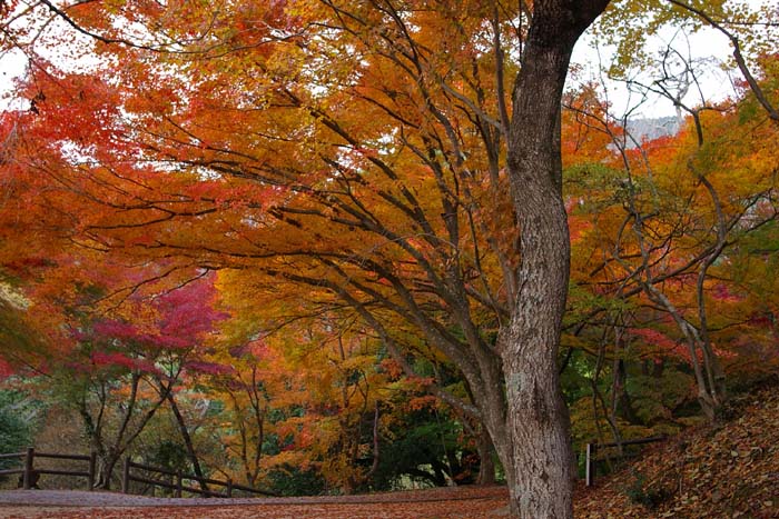 三次市尾関山公園の紅葉_f0130879_2318687.jpg