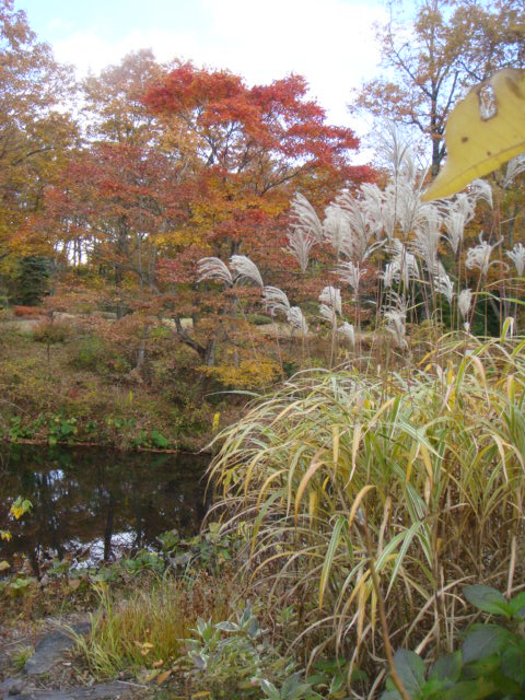 ★晩秋の但馬高原植物園・・・千年のカツラ_e0154682_23342121.jpg