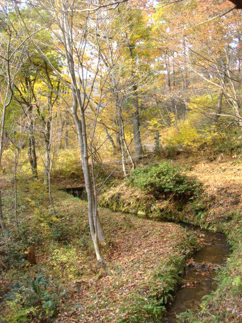 ★晩秋の但馬高原植物園・・・千年のカツラ_e0154682_2347436.jpg