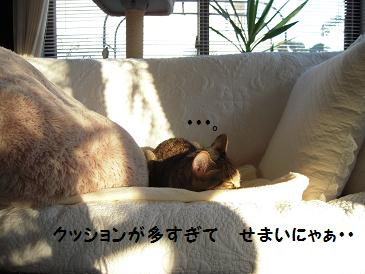 嵐は突然に・・　　　猫　保護してしもーた・・。_c0139488_17265254.jpg