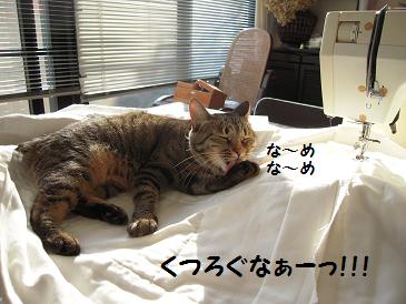 嵐は突然に・・　　　猫　保護してしもーた・・。_c0139488_1752983.jpg