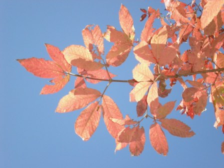 紅葉(その2)_e0148806_21472418.jpg