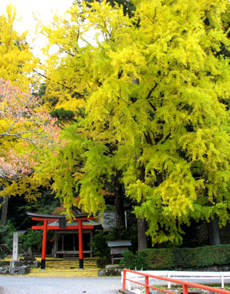 黄葉もさかり 岩戸落葉神社_e0048413_22555450.jpg