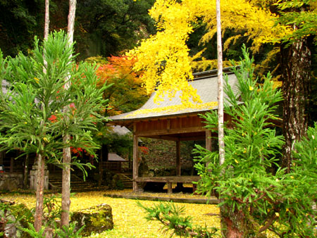 黄葉もさかり 岩戸落葉神社_e0048413_22584032.jpg