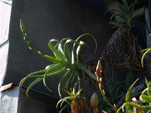 c0136217_1654092.jpg