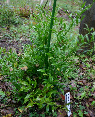 珍しい植物の紹介 ルスカス ようていガーデン