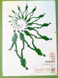 ついでの収穫3（Shigeo Fukuda\'s poster）_f0121620_12392842.jpg