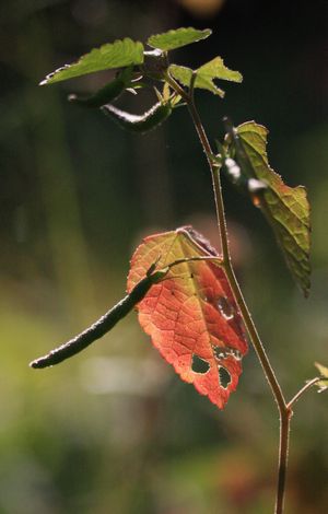 c0104227_9232939.jpg