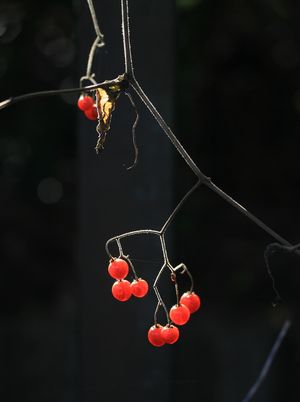 c0104227_925218.jpg