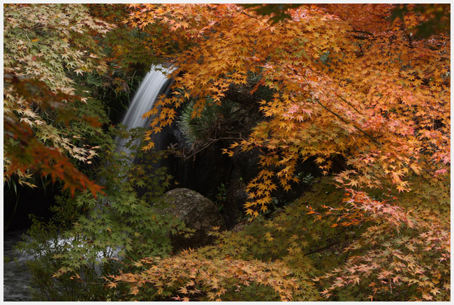 小原の四季桜　　その3_e0077631_190879.jpg