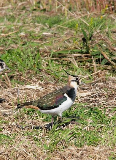 復習　タゲリ、タヒバリ_c0109235_18291576.jpg