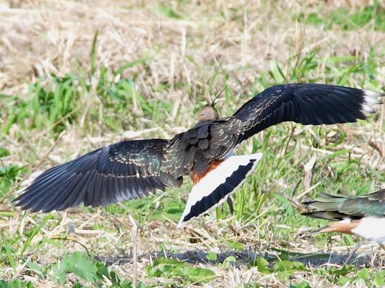 復習　タゲリ、タヒバリ_c0109235_18534671.jpg