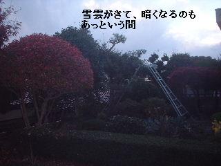 植木剪定・・・いよいよ後半戦_f0031037_21135164.jpg