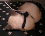 f0159844_2283738.gif