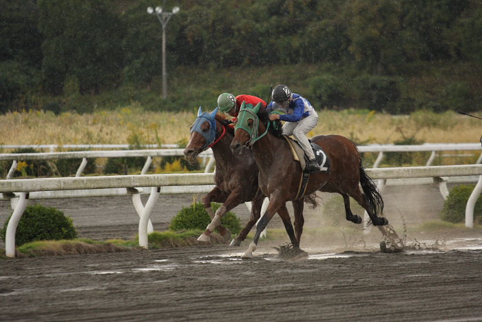 2008年11月16日（日） 高知競馬 5R_a0077663_18123318.jpg