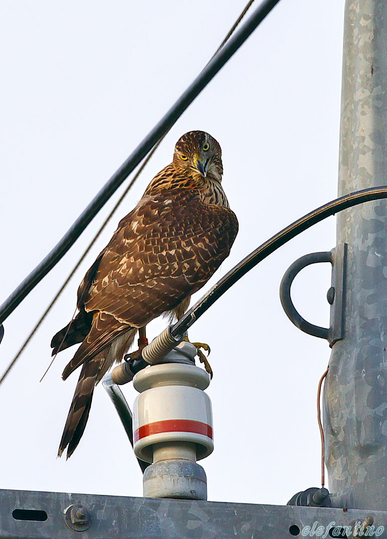 U川、A川周辺に現れる猛禽類　2_b0123663_2163224.jpg