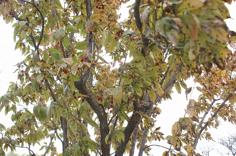 f0161964_17565818.jpg