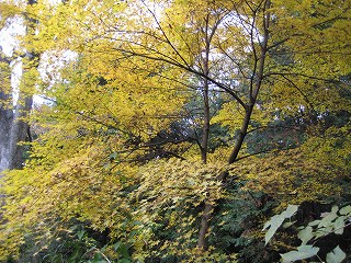 貫山（ぬきさん）／７１２ｍ（九州百名山）～北九州市や周防灘が見渡せる平尾台（日本三大カルスト台地）_a0093965_10104787.jpg