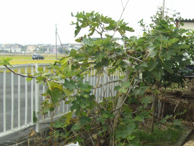 イチジクの剪定 秋果のこれから ブルーベリーの育て方 栽培 ブルーベリー ノート Blueberrynote