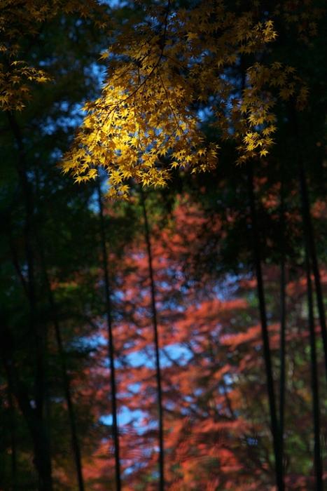 「西山荘」の紅葉　常陸太田　急遽アップ致します_e0143883_2216295.jpg